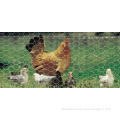 2014 Hot Sale Poultry Netting for Chicken and Animal